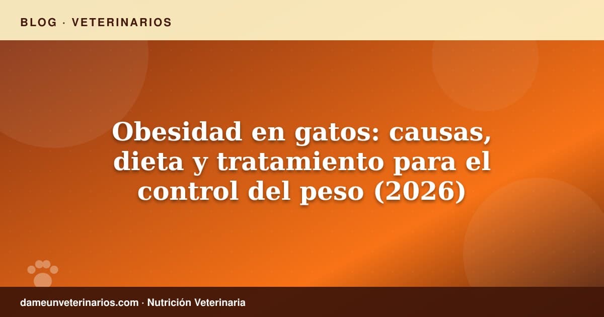 Obesidad en gatos: causas, dieta y tratamiento para el control del peso (2026)